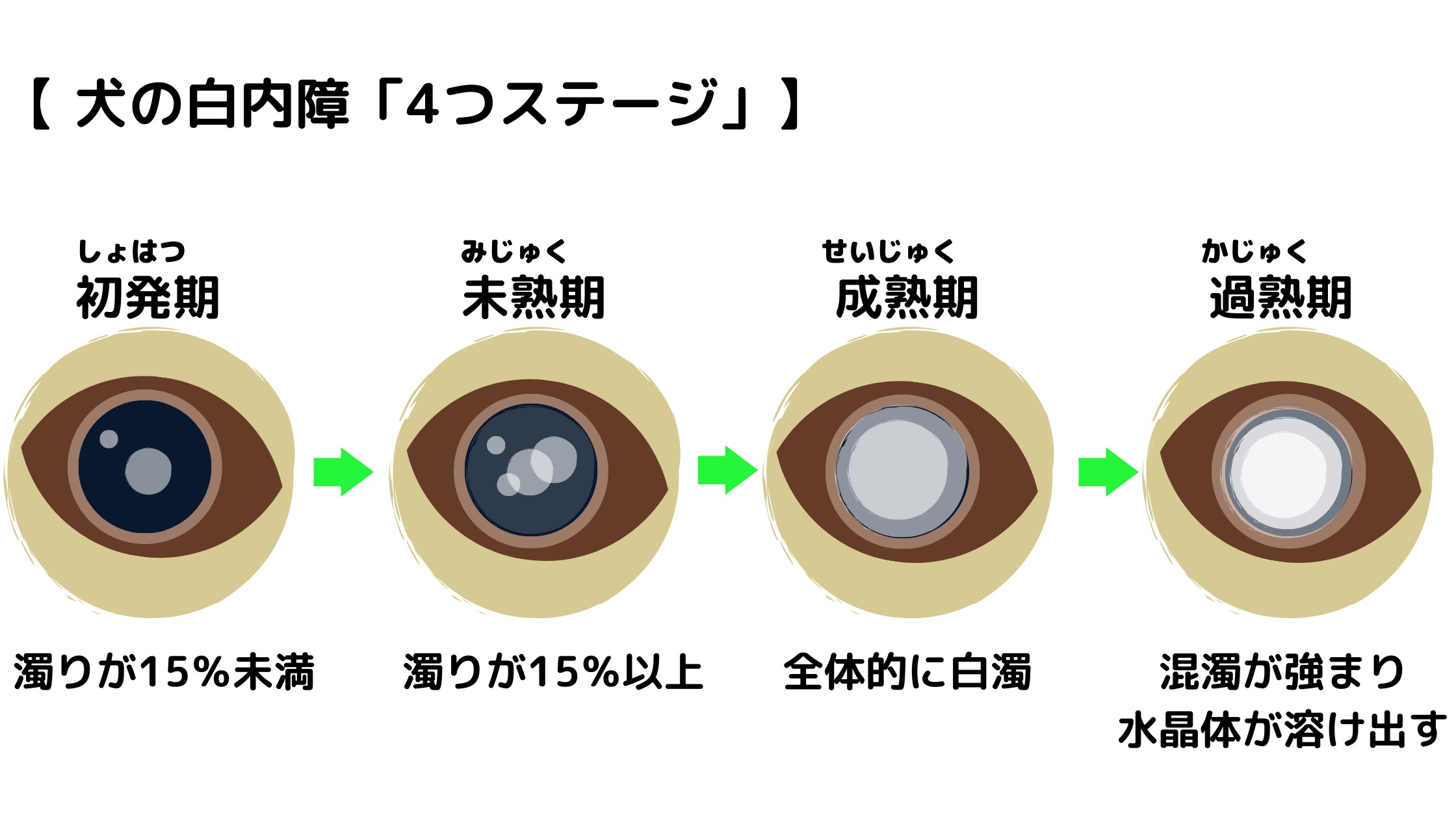 犬の白内障の原因 症状 治療 食べ物やサプリで治る 放置すると失明する 犬の病気と健康